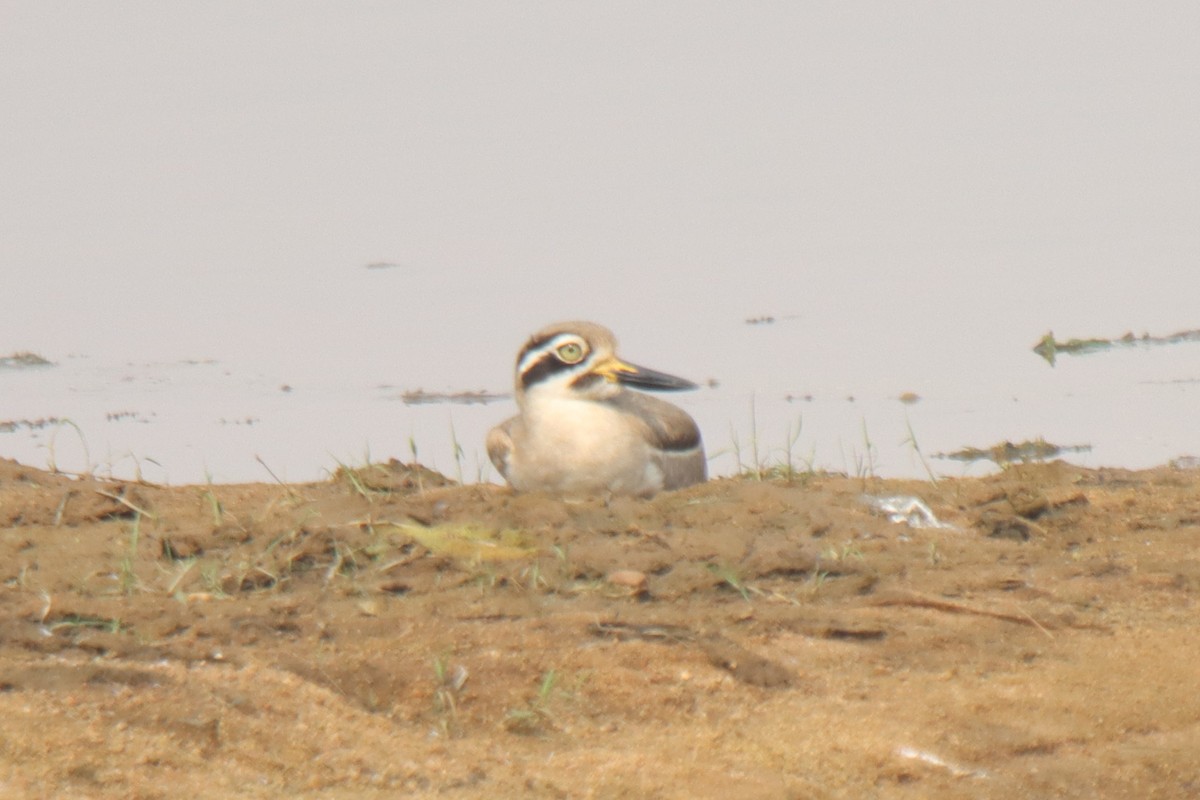 Great Thick-knee - ML637730915