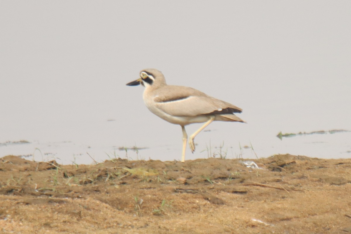 Great Thick-knee - ML637730917
