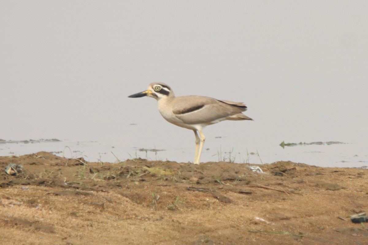 Great Thick-knee - ML637730918