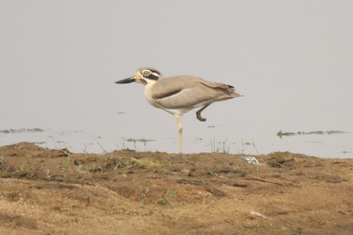 Great Thick-knee - ML637730920