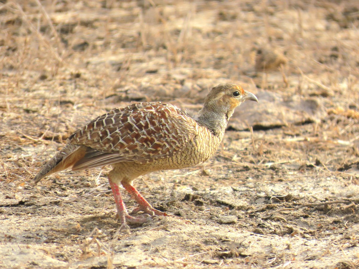 Gray Francolin - ML637730957