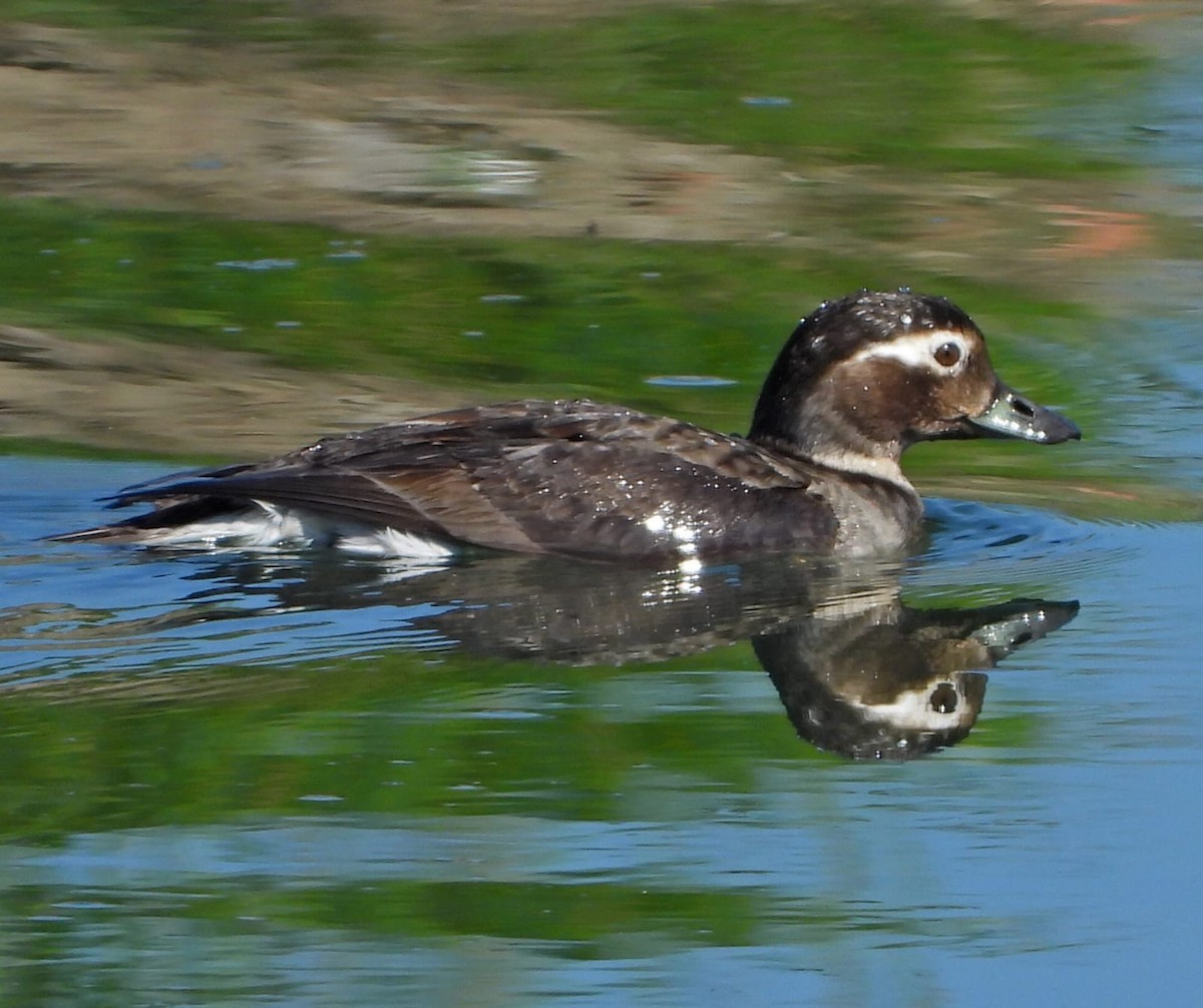 Long-tailed Duck - ML637730985