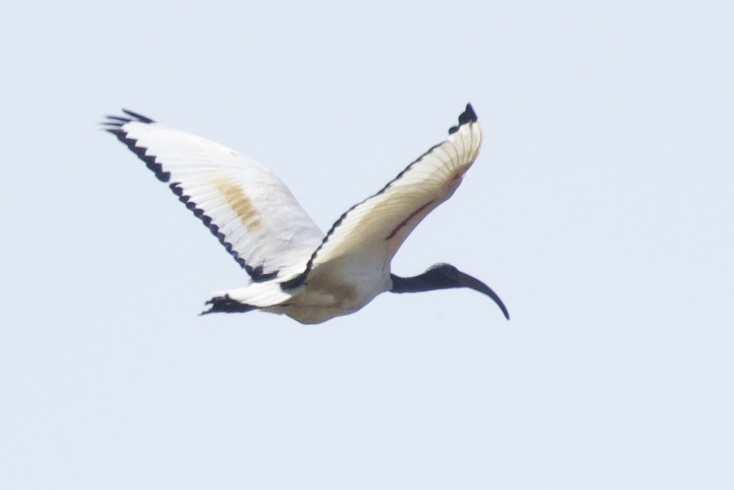 埃及聖䴉 - ML637730988