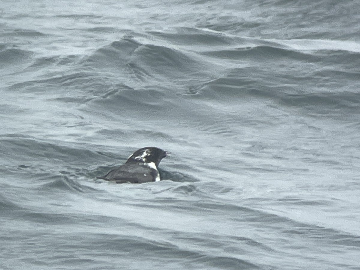 Ancient Murrelet - ML637730989