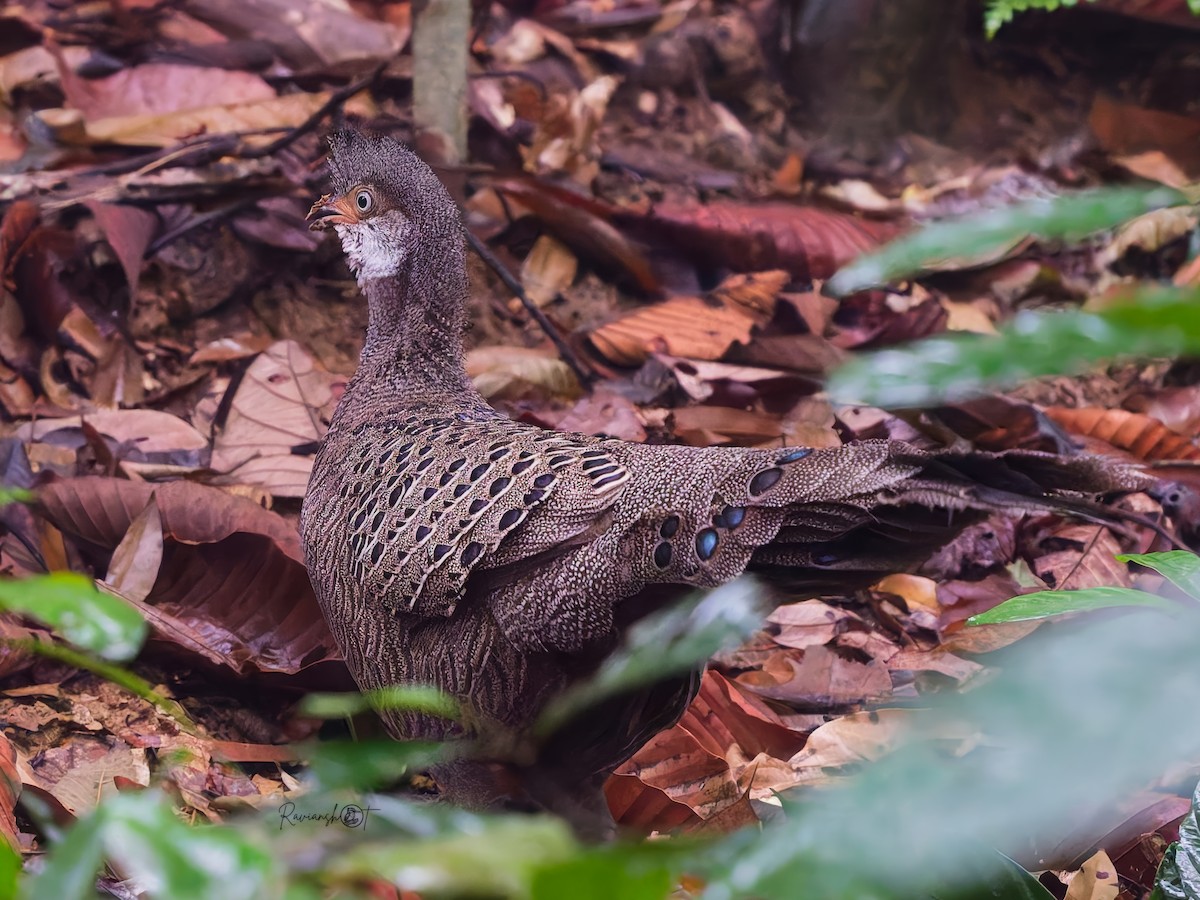 Gray Peacock-Pheasant - ML637730994