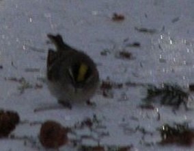Roitelet à couronne dorée - ML637730997