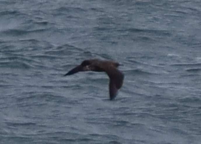 Parasitic Jaeger - ML637731002