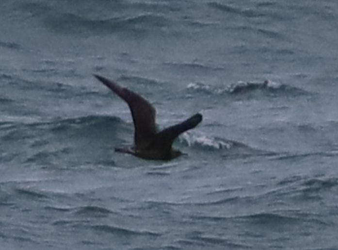Parasitic Jaeger - ML637731003
