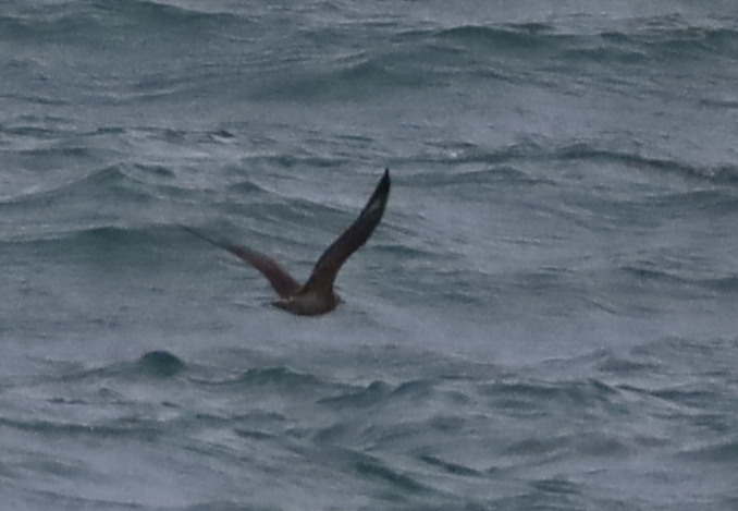Parasitic Jaeger - ML637731004