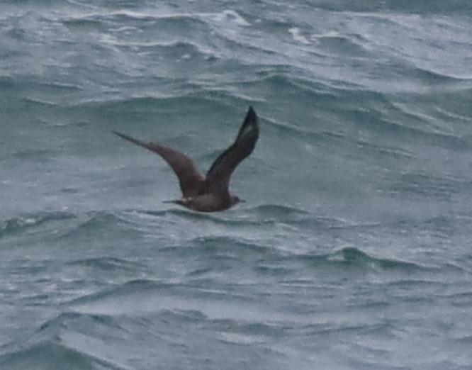 Parasitic Jaeger - ML637731005