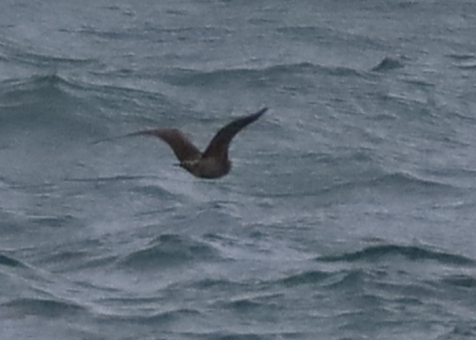 Parasitic Jaeger - ML637731006