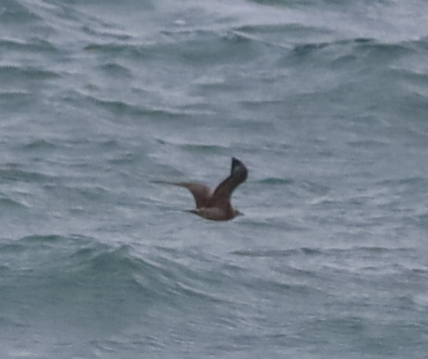 Parasitic Jaeger - ML637731007