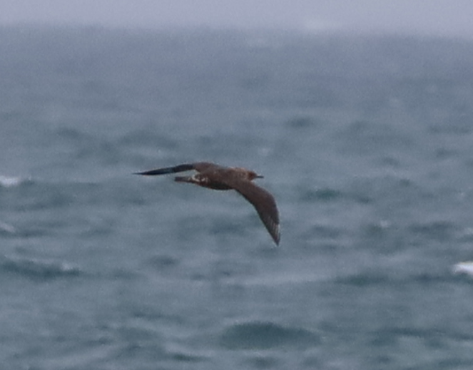 Parasitic Jaeger - ML637731008
