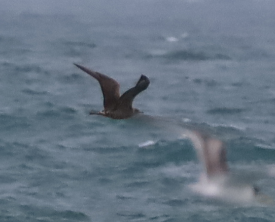 Parasitic Jaeger - ML637731009