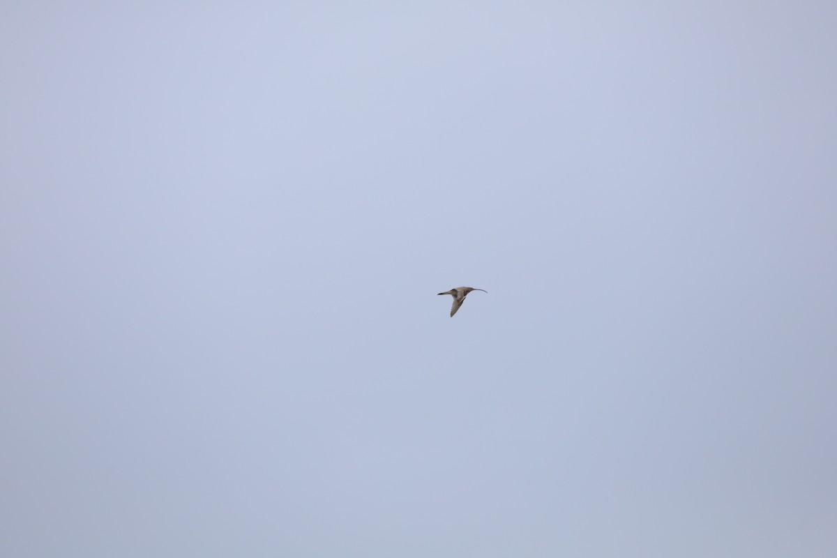 Far Eastern Curlew - ML637731022