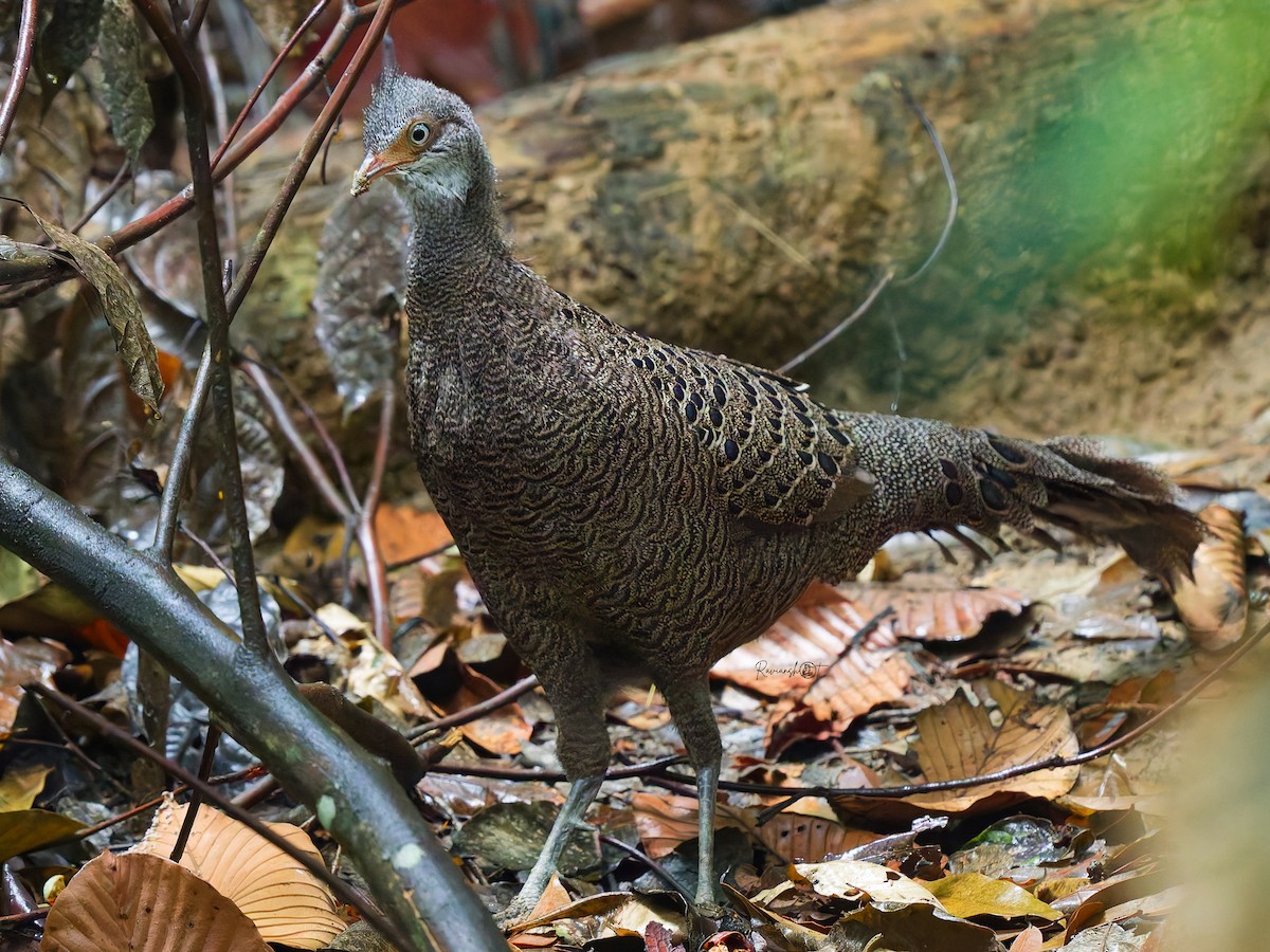 Gray Peacock-Pheasant - ML637731023