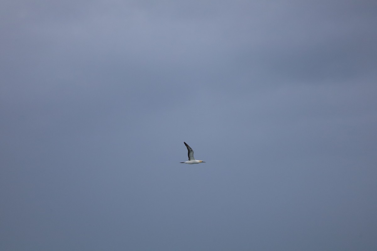 Australasian Gannet - ML637731059