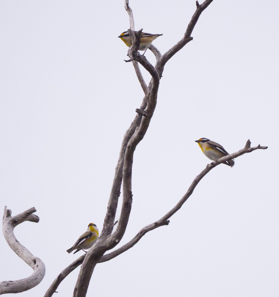 Pardalote à point jaune - ML637731067