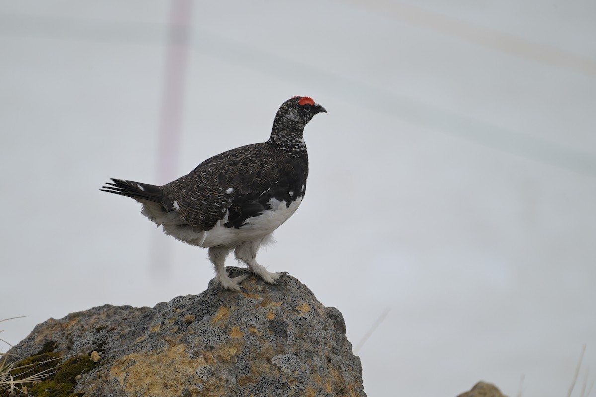Lagopède alpin - ML637731068