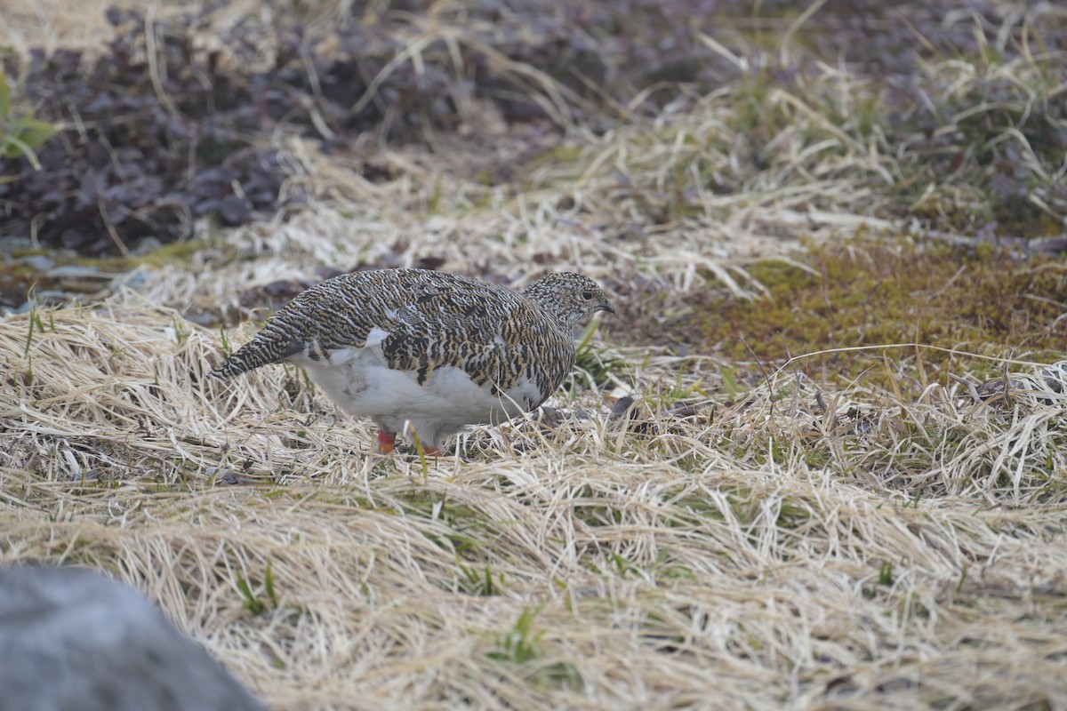 Lagopède alpin - ML637731071
