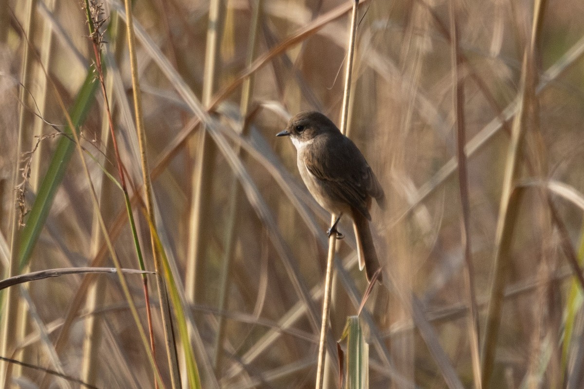 Prinia de Hodgson - ML637731072