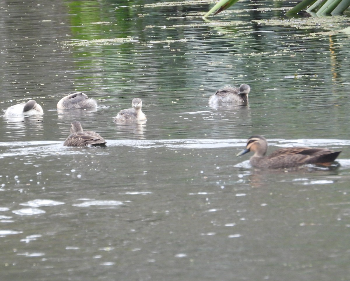 Canard à sourcils - ML637731078