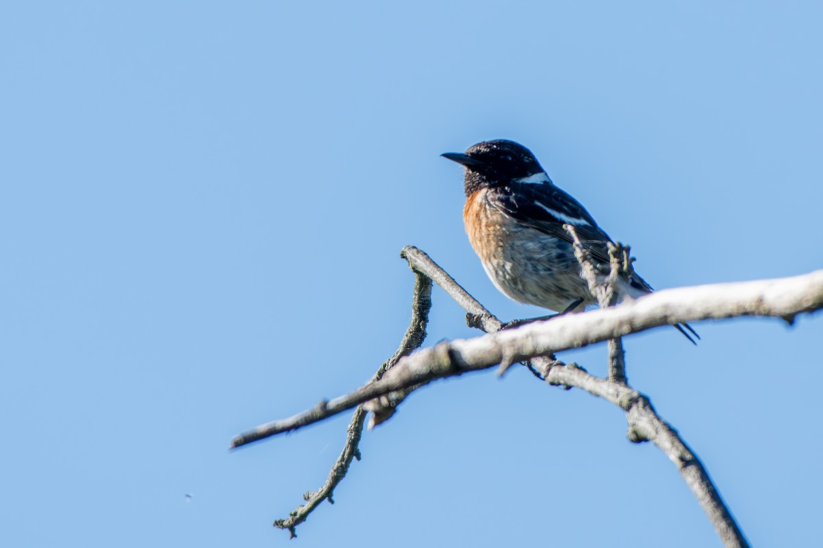 European Stonechat - ML637731100