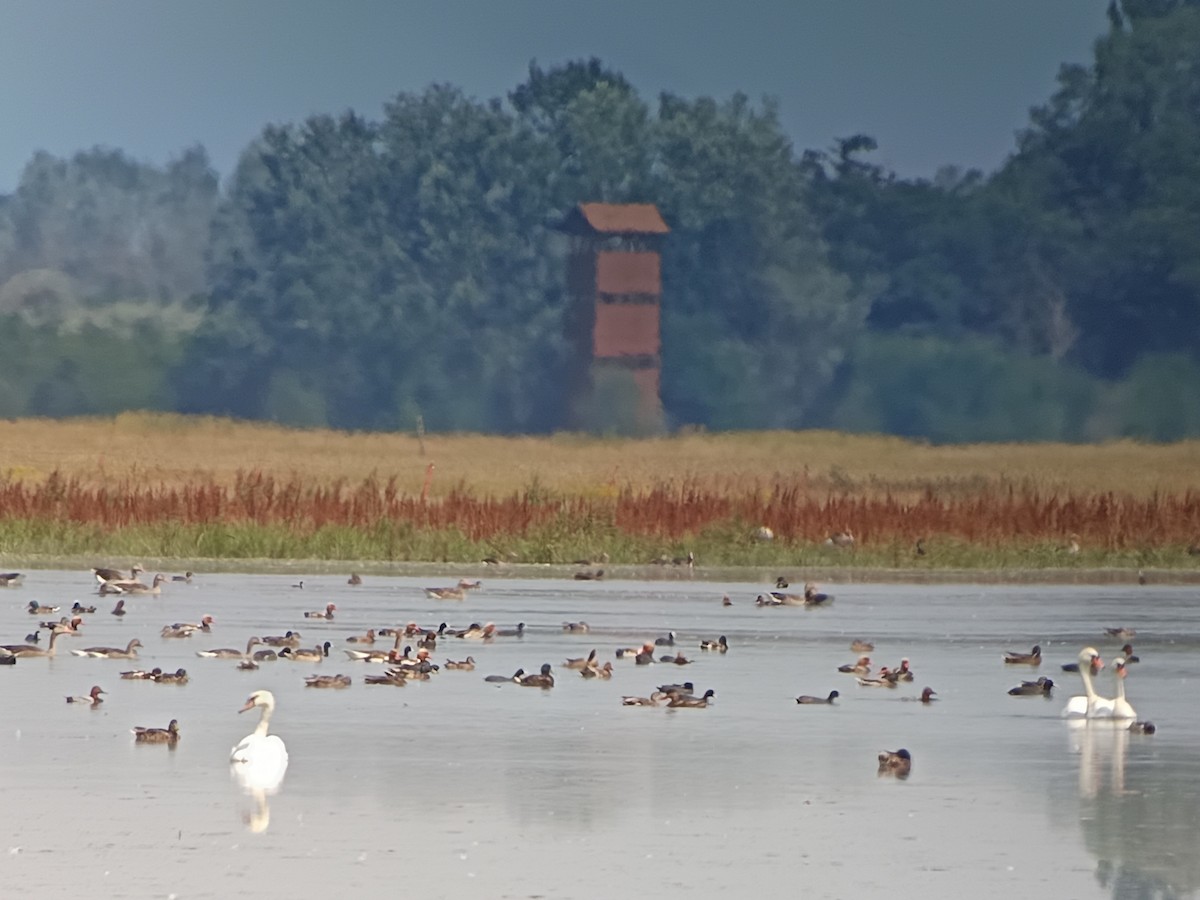 Red-crested Pochard - ML637731114