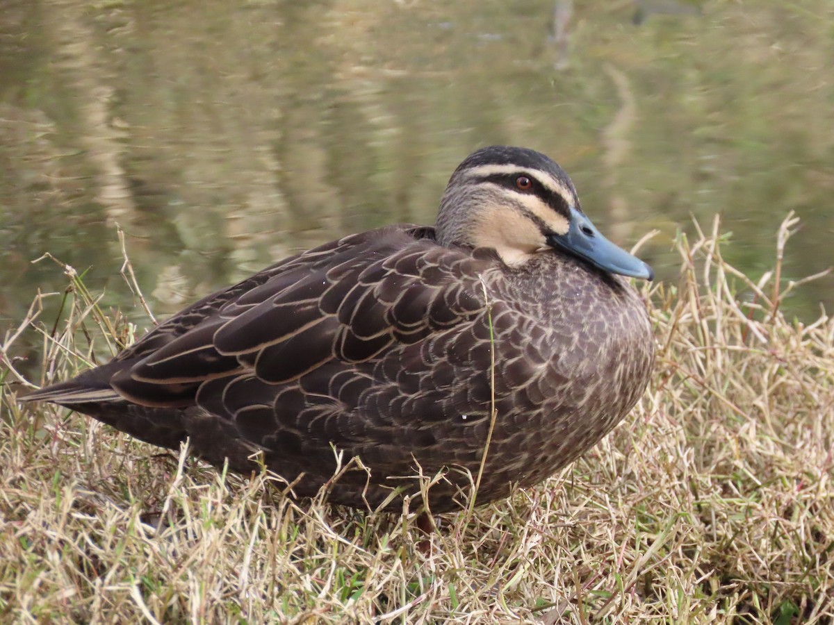 Pacific Black Duck - ML637731171