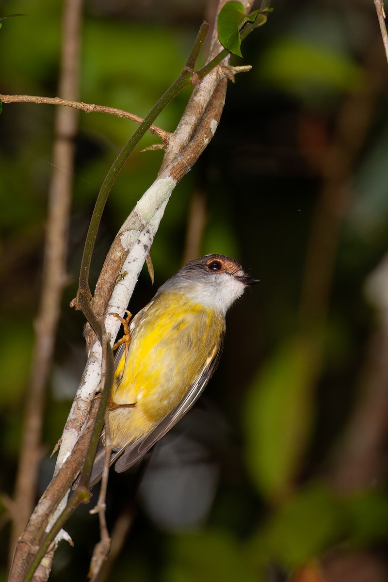 Pale-yellow Robin - ML637731181