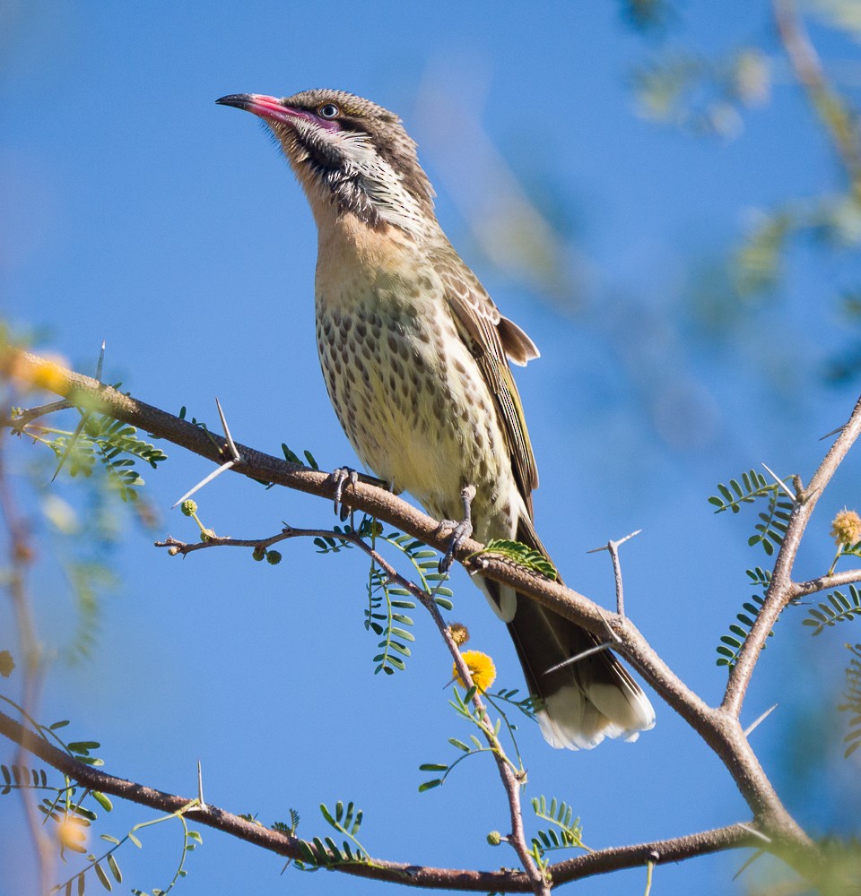 Spiny-cheeked Honeyeater - ML637731184