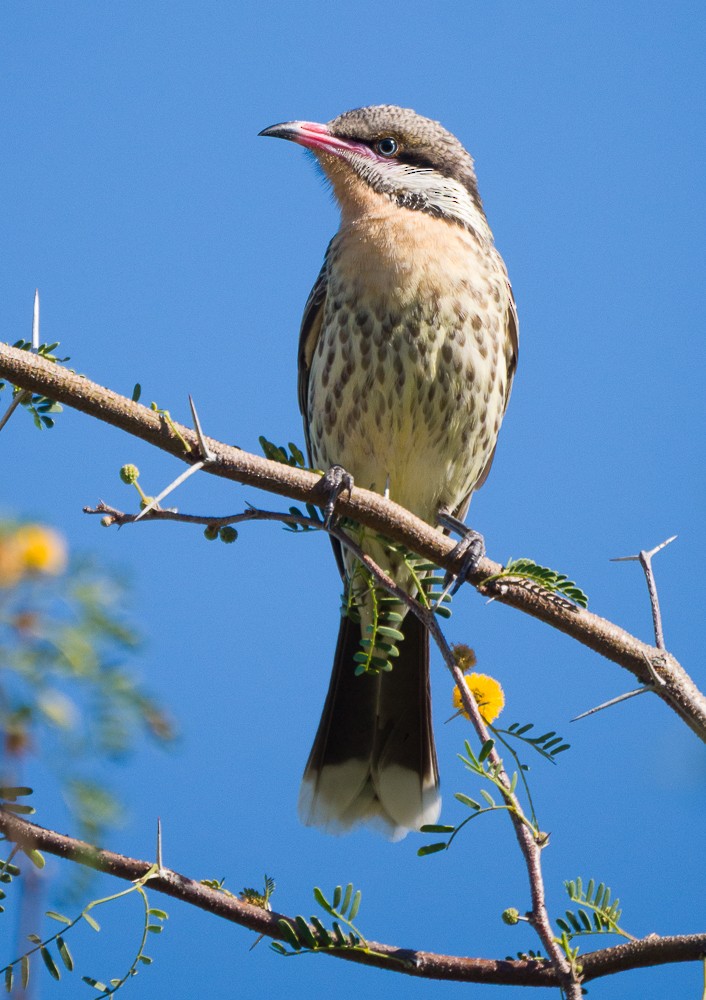 Spiny-cheeked Honeyeater - ML637731185