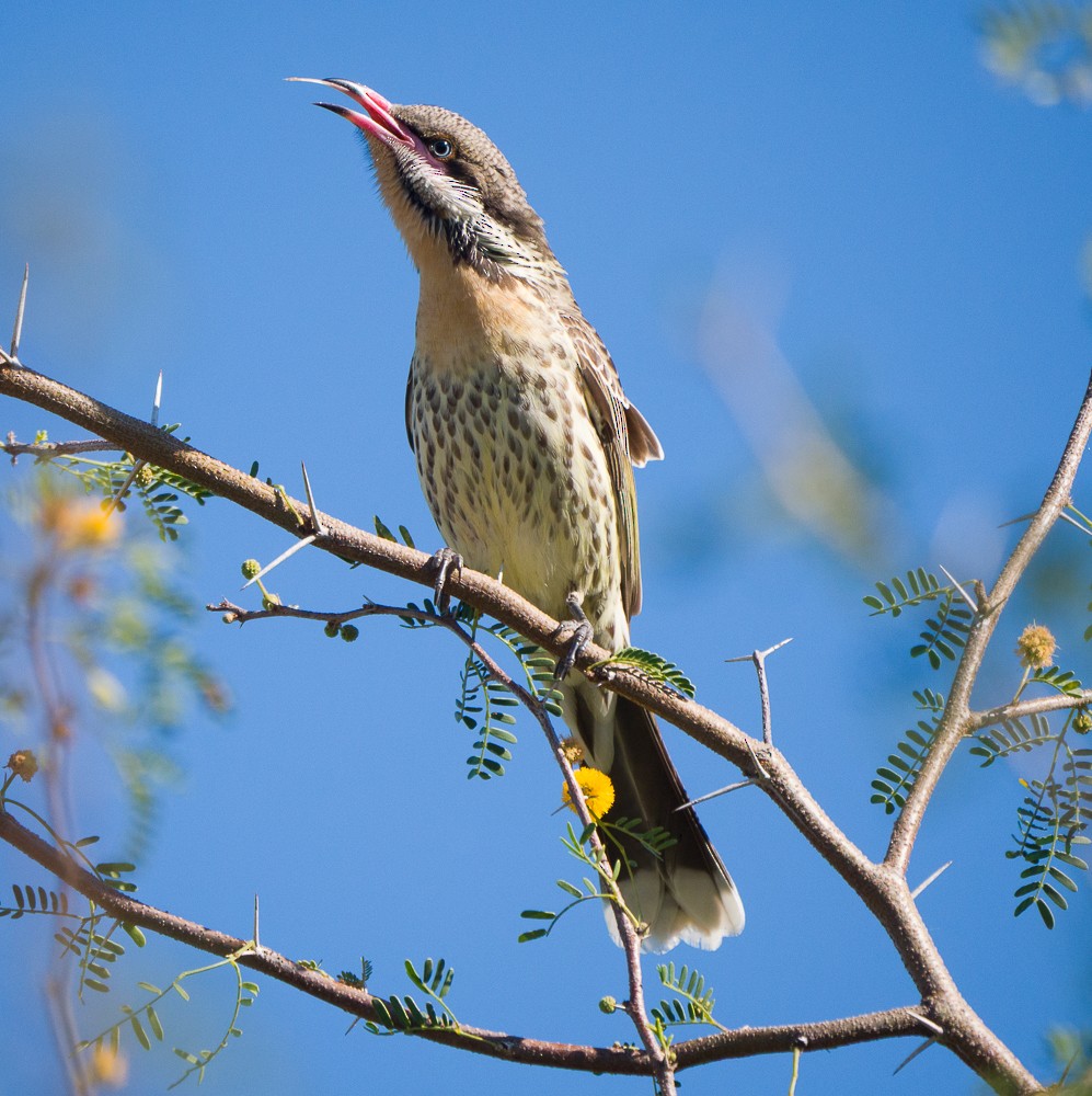 Spiny-cheeked Honeyeater - ML637731186