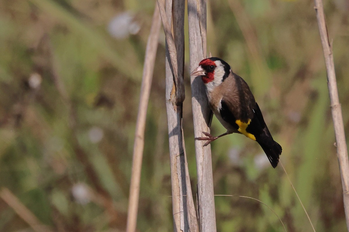 European Goldfinch - ML637731192