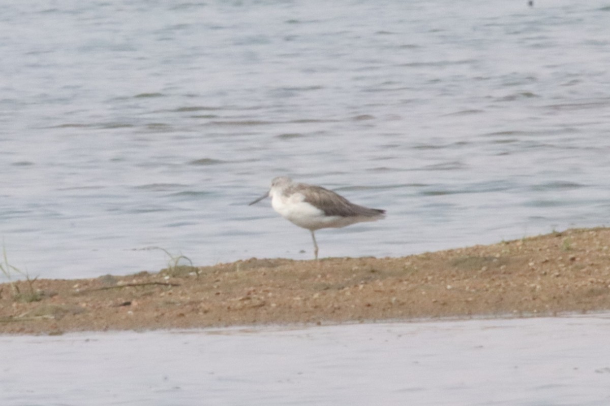 青足鷸 - ML637731193