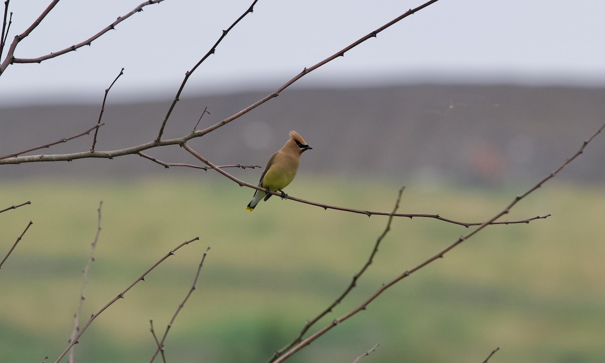 Cedar Waxwing - ML637731195