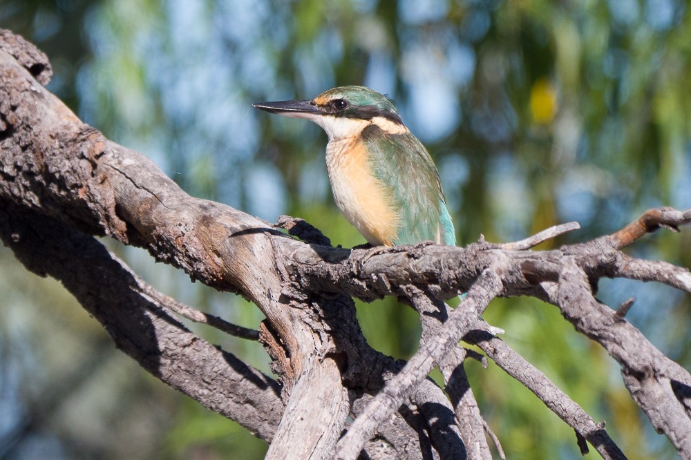 Sacred Kingfisher - ML637731197