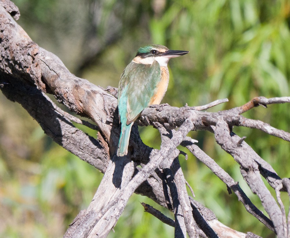 Sacred Kingfisher - ML637731198