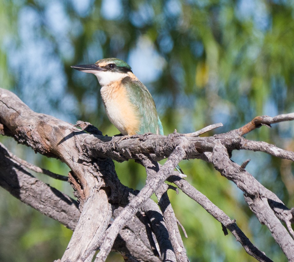 Sacred Kingfisher - ML637731199