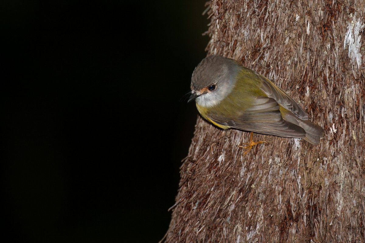 Pale-yellow Robin - ML637731200