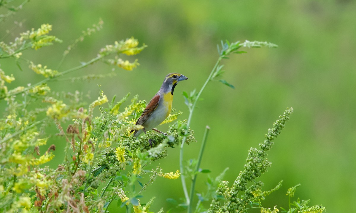 Dickcissel - ML637731202