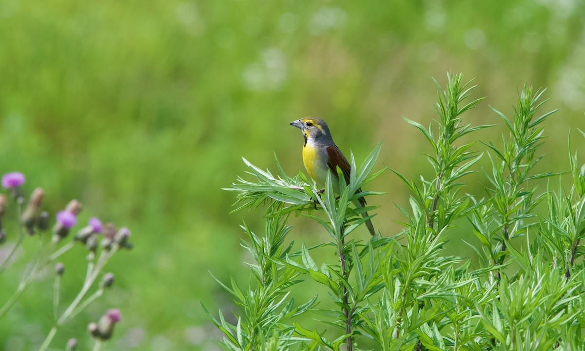 Dickcissel - ML637731203