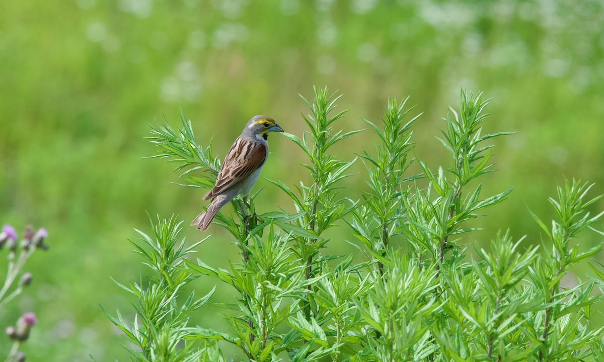 Dickcissel - ML637731204