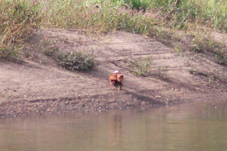 Brahminy Kite - ML637731205