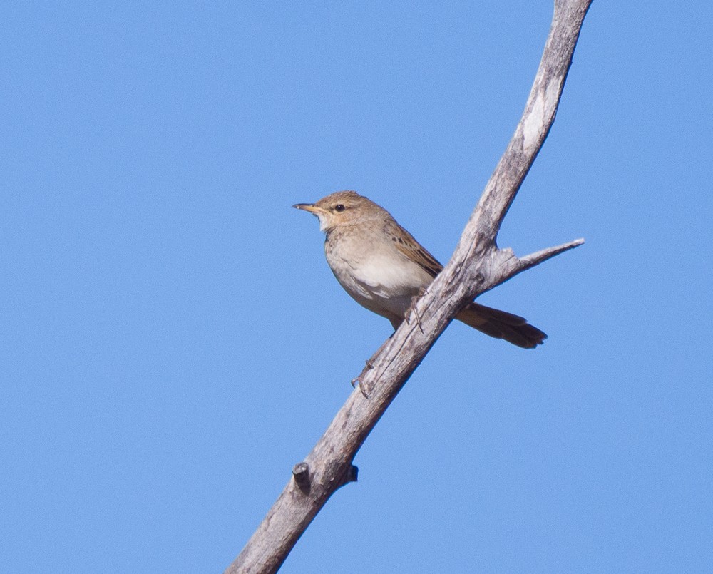 Rufous Songlark - ML637731206
