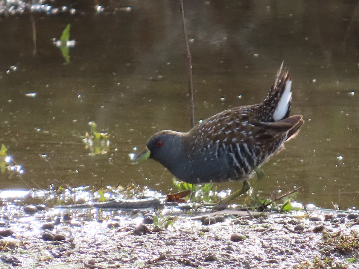 Australian Crake - ML637731208