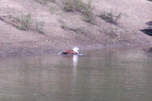 Brahminy Kite - ML637731209