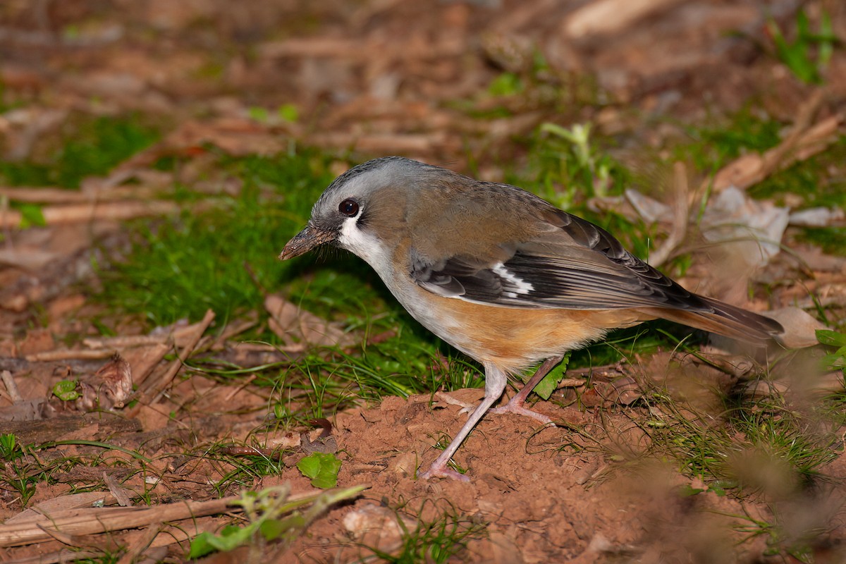 Gray-headed Robin - ML637731210