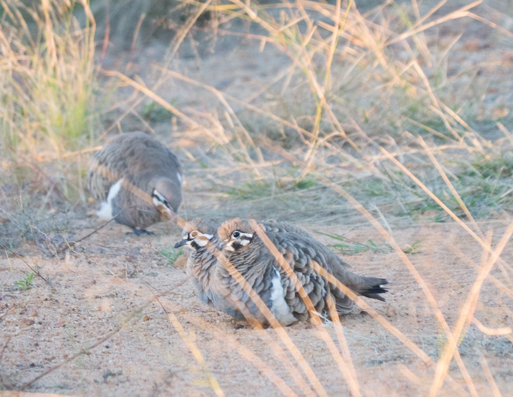 Squatter Pigeon - ML637731225