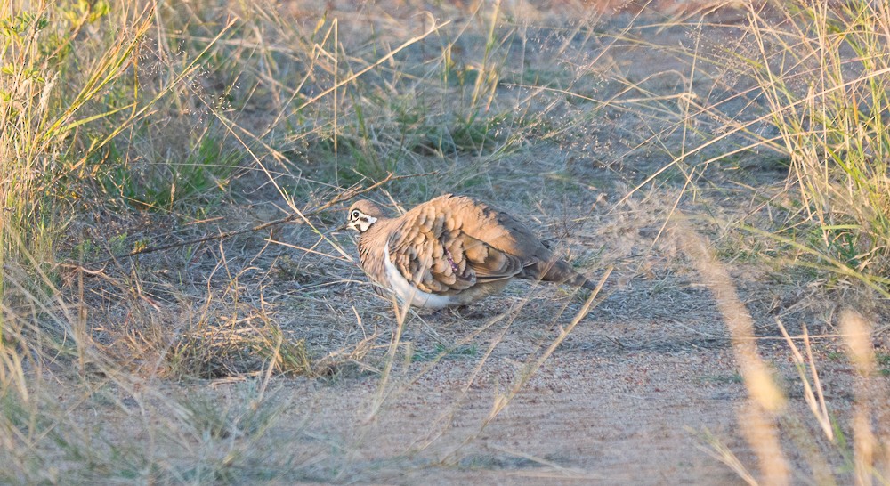 Squatter Pigeon - ML637731226